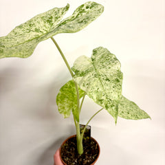 Collection image for: House Plants