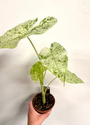 Alocasia Batik Variegata