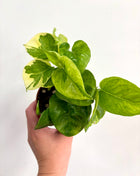 Epipremnum Lemon Joy