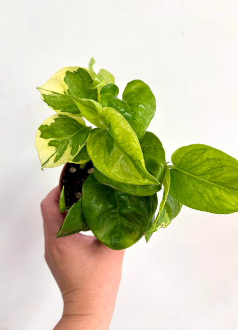 Epipremnum Lemon Joy