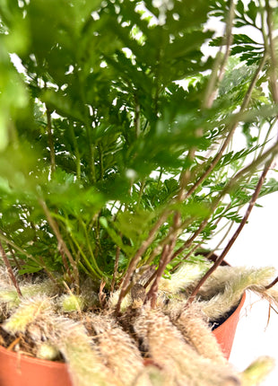 Humata Tyermannii