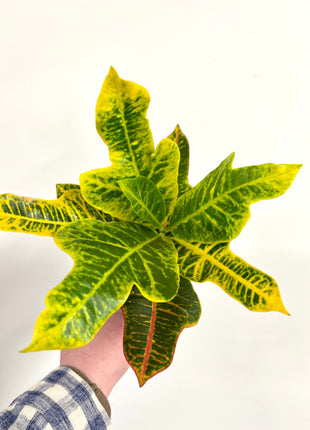 Croton / Codiaeum