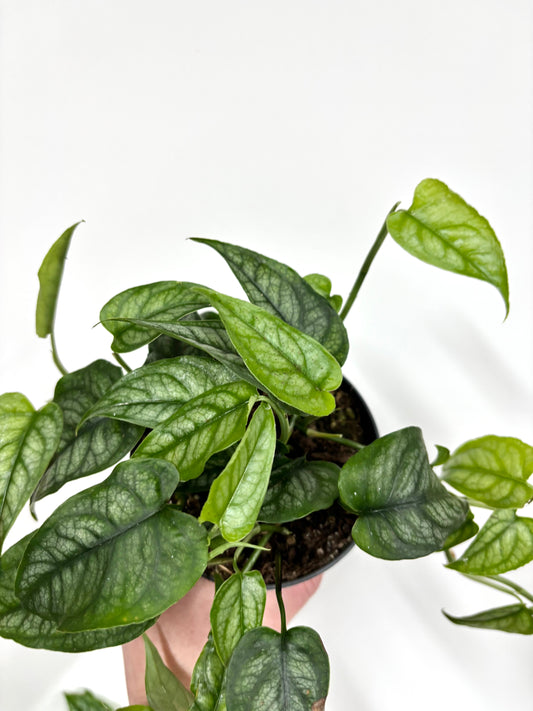 Monstera Siltepecana