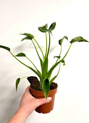 Alocasia Tiny Dancer