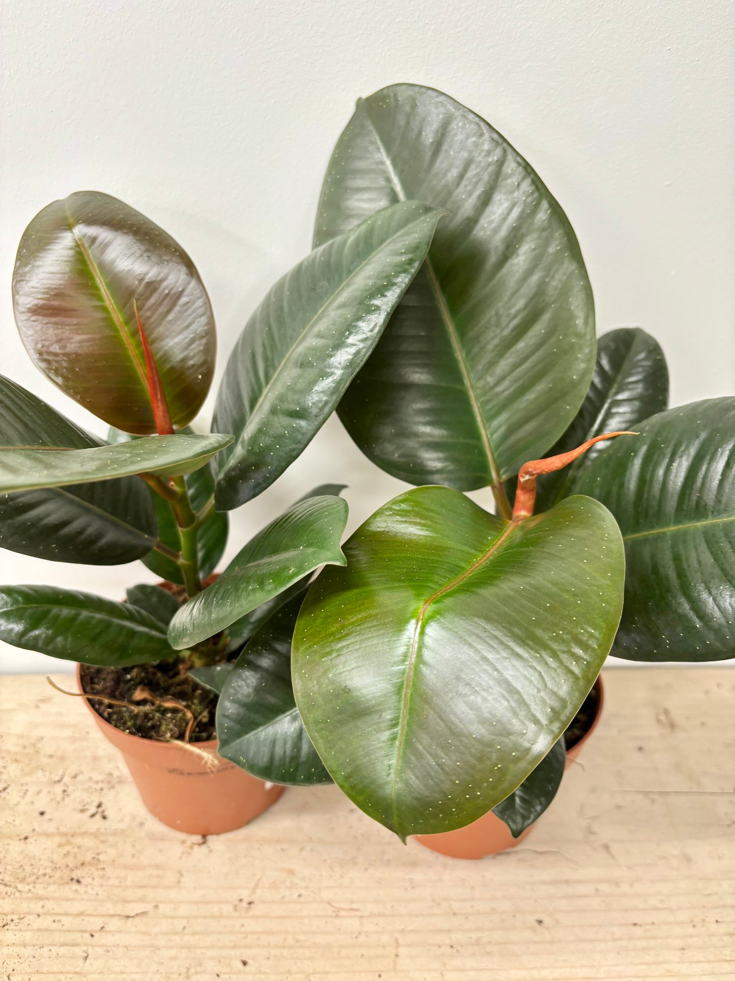 Ficus Robusta