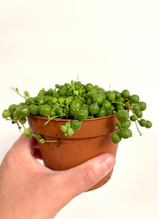 Senecio Rowleyanus