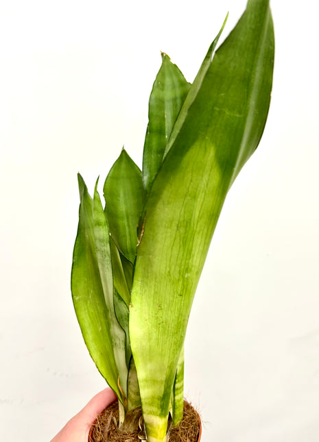 Sansevieria Moonshine