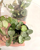 Ceropegia Woodii/string of hearts