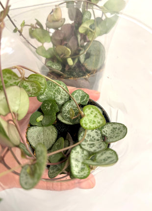 Ceropegia Woodii/string of hearts
