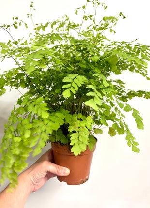 Adiantum Fragrans Fern