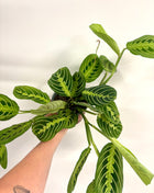 Maranta Lemon/Lime