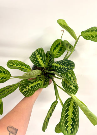 Maranta Lemon/Lime