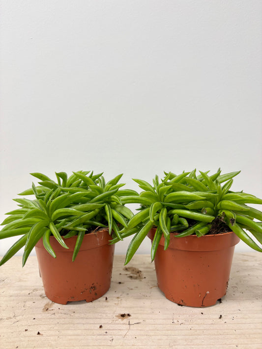 Peperomia Happy Bean