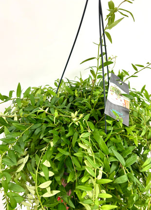 Aeschynanthus Japhrolepis