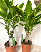 Dracaena Golden Coast
