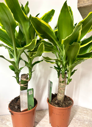Dracaena Golden Coast