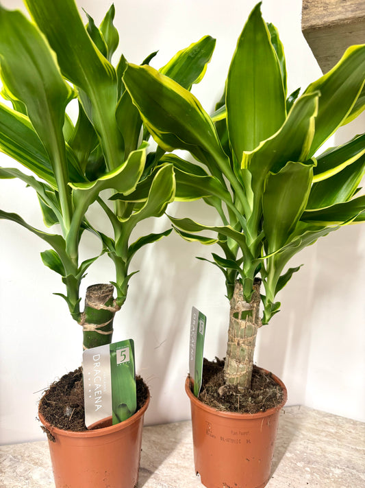 Dracaena Golden Coast