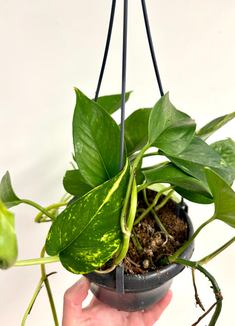 Epipremnum Aureum