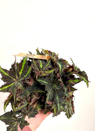 Begonia Rex Lion Dance