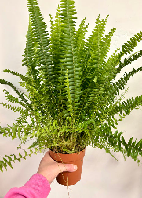 Nephrolepis/Boston fern