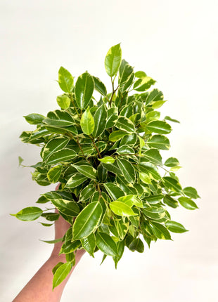 Ficus Kinky