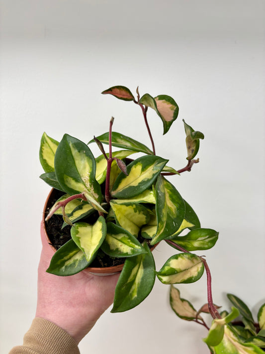 Hoya Tricolor