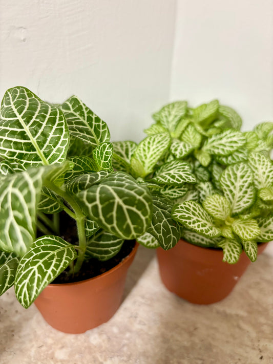 Fittonia