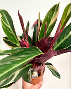 Calathea Triostar