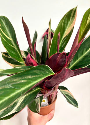 Calathea Triostar