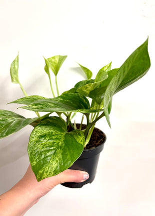 Epipremnum Marble Queen