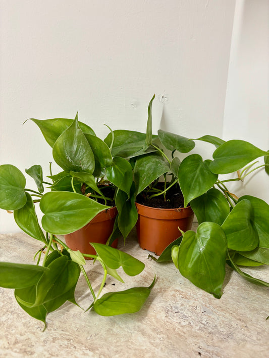 Philodendron Scandens