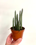 Senecio Stapeliformis