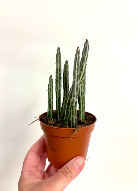 Senecio Stapeliformis