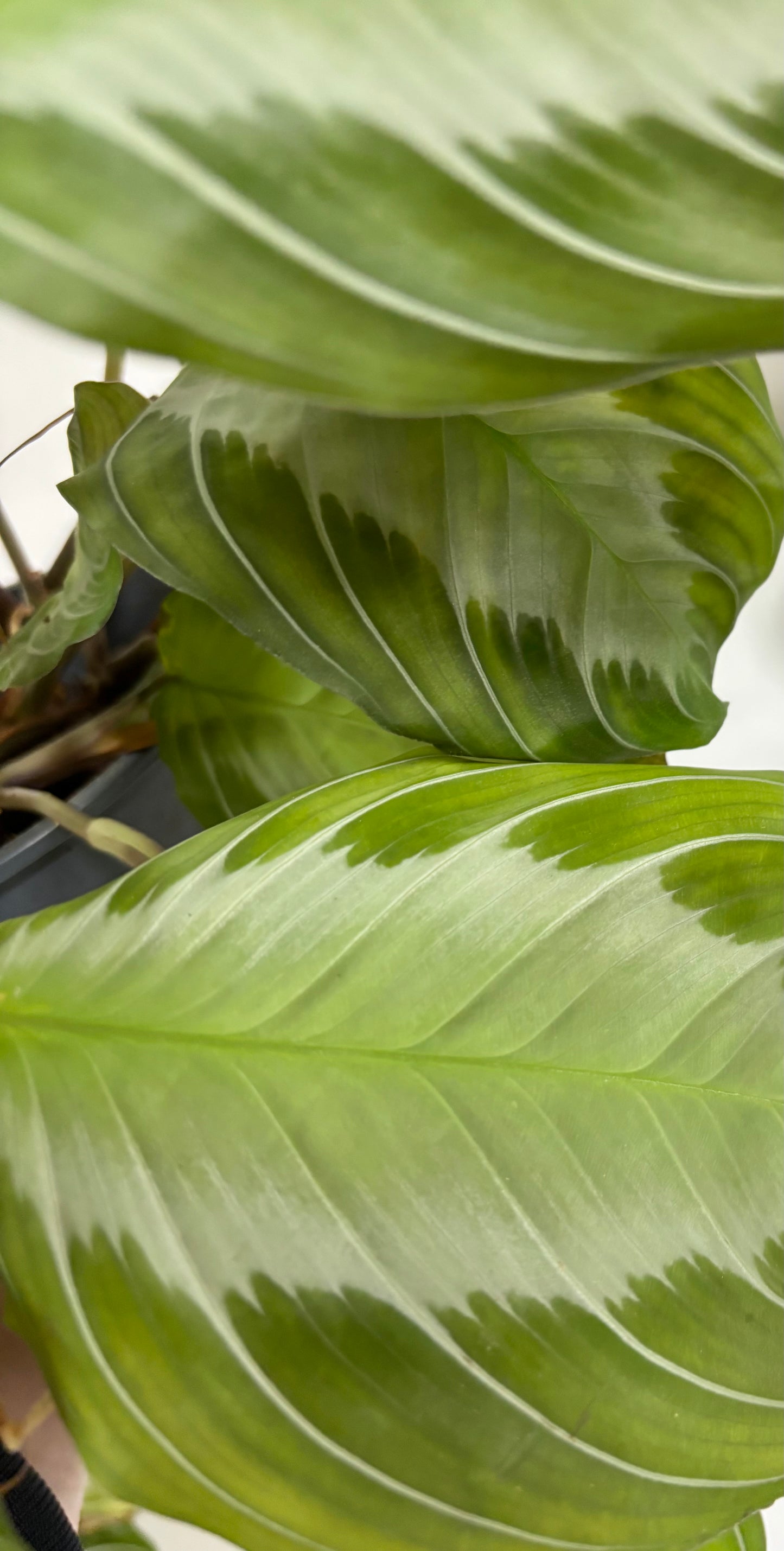 Maranta Silver Band