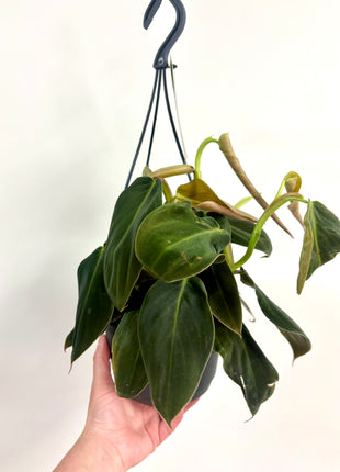 Philodendron Gigas