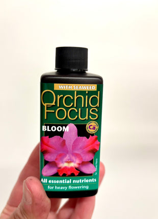 Orchid Focus Bloom