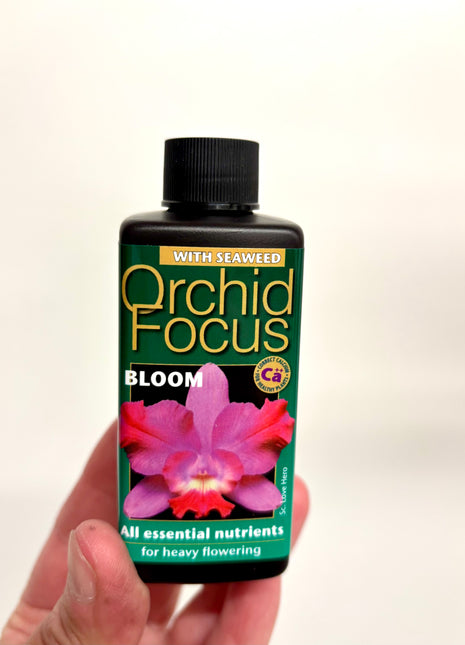 Orchid Focus Bloom