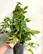 Epipremnum marble king