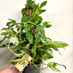 Collection image for: House Plants