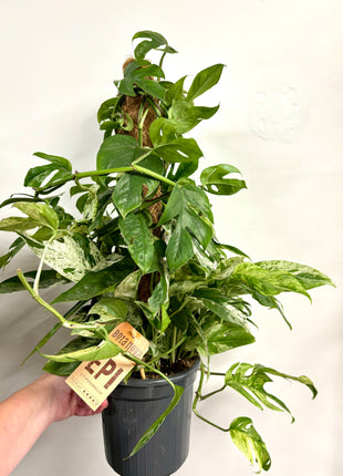 Epipremnum marble king