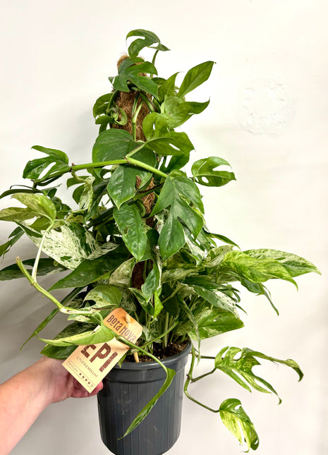 Epipremnum marble king