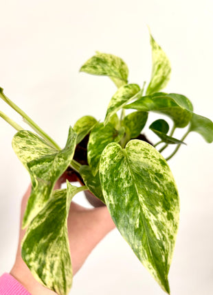 Epipremnum Marble Queen