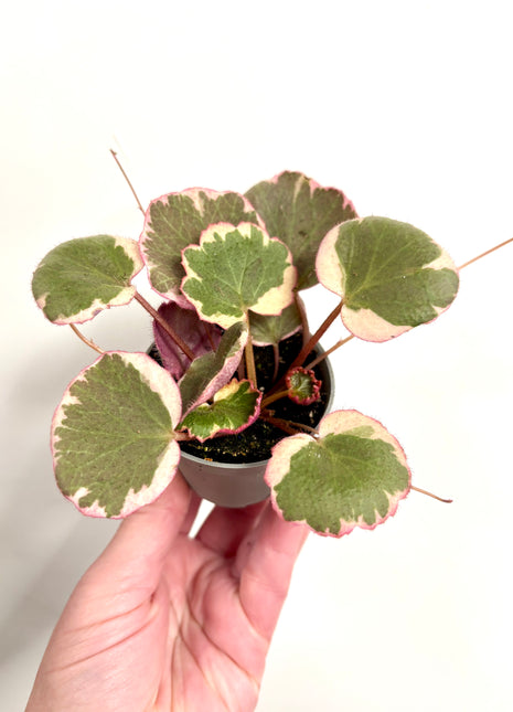 Saxifrage Stolonifera Tricolour /Strawberry Begonia