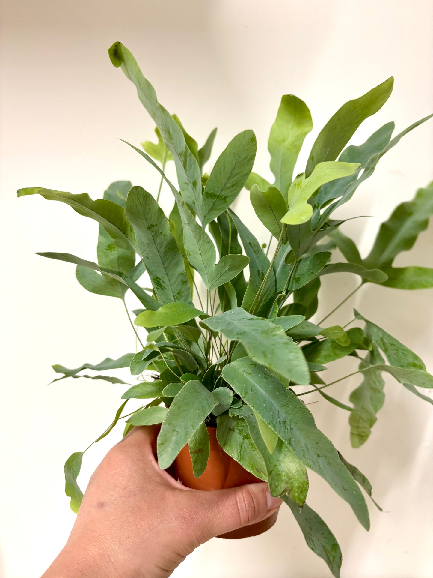 Phlebodium Blue Star