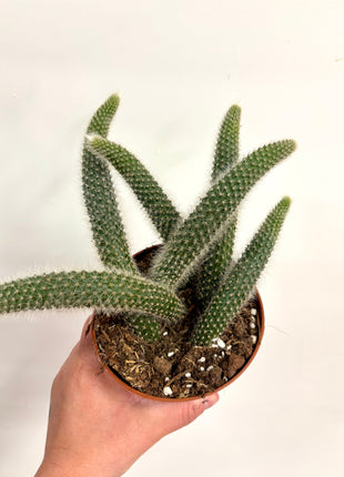 Hildewintera Colademonis/Monkey Tail Cactus