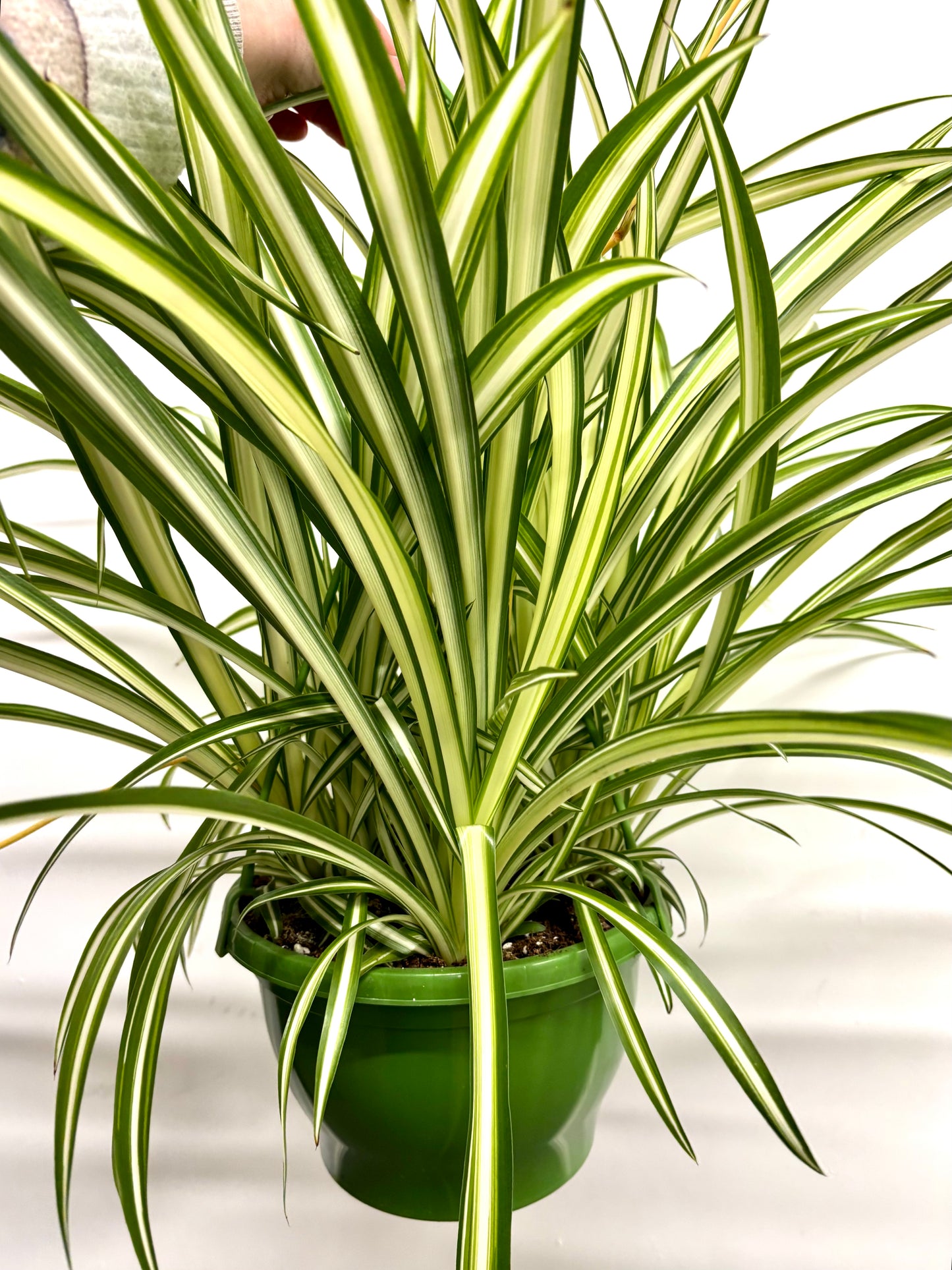 Chlorophytum Spider Plant