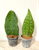 Sansevieria Whale Fin