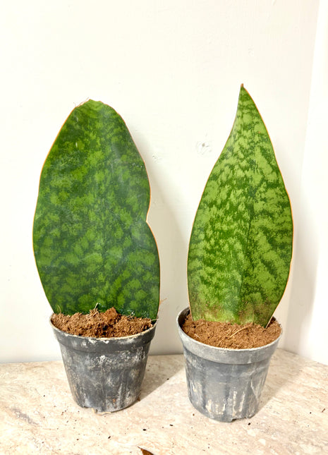 Sansevieria Whale Fin