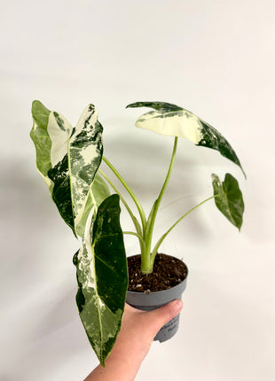 Alocasia Frydrek Variegata