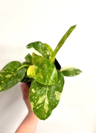 Philodendron Congo Variegata (possibly Green Congo Nuclear)